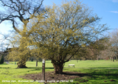 Cornus mas
