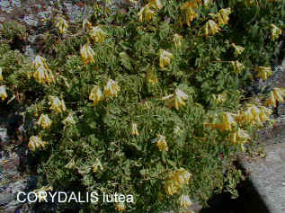 Corydalis lutea