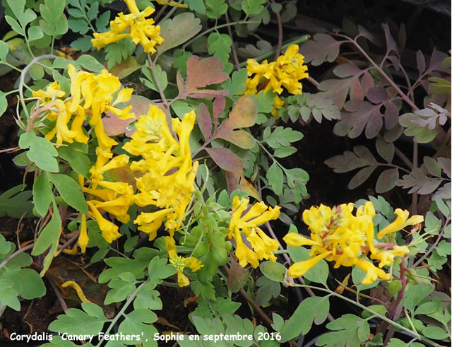 Corydalis 'Canary Feathers'