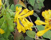 Corydalis cheilanthifolia