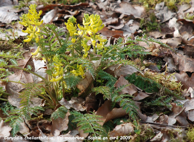 Corydalis cheilanthifolia