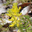 Corydalis cheilanthifolia