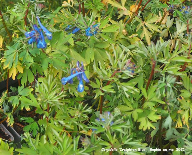 Corydalis 'Craighton Blue'