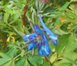 Corydalis 'Craighton Blue'