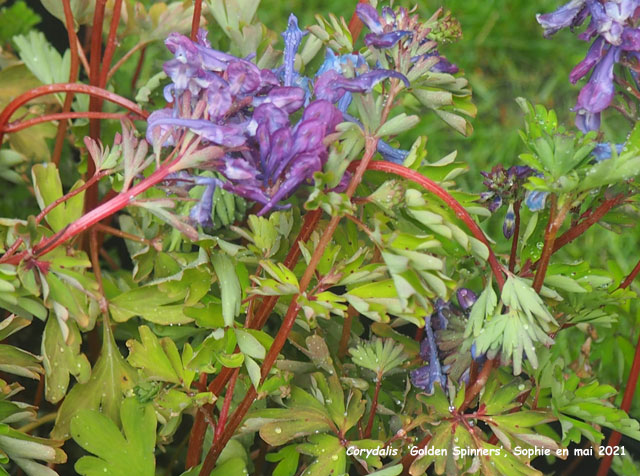 Corydalis 'Golden Spinners'