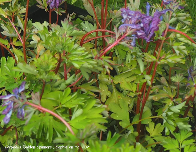 Corydalis 'Golden Spinners'