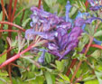 Corydalis 'Golden Spinners'