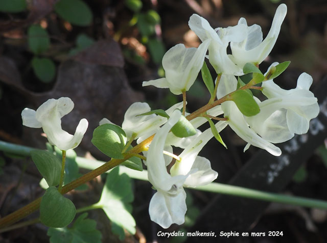 Corydalis malkensis