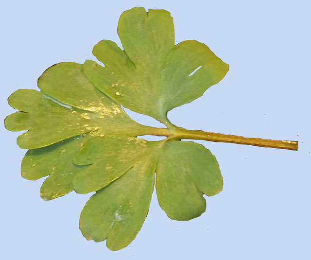 Corydalis malkensis