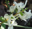 Corydalis malkensis