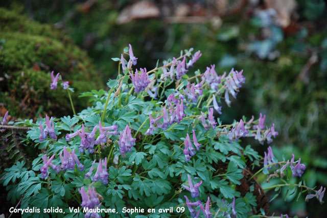 Corydalis solida