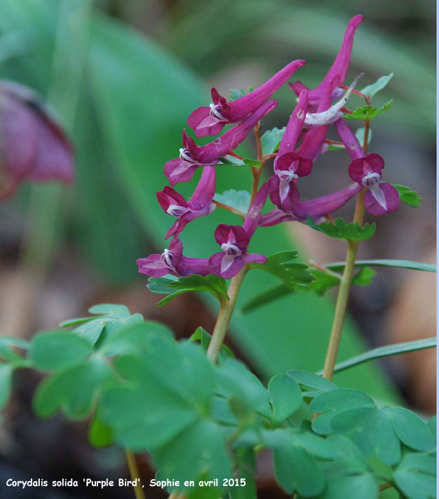 Corydalis solida 'Purple Bird'