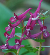 Corydalis 'Purple Bird'