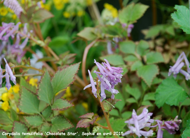 Corydalis temulifolia 'Chocolate Star'