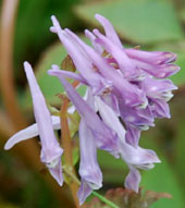 Corydalis temulifolia 'Chocolate Star'