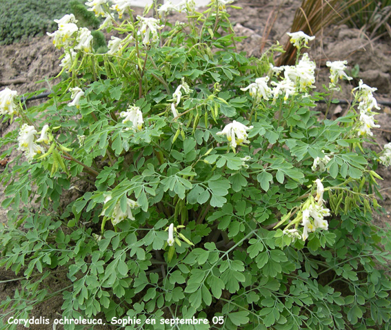 Corydalis ochroleuca
