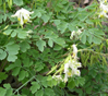 Corydalis ochroleuca