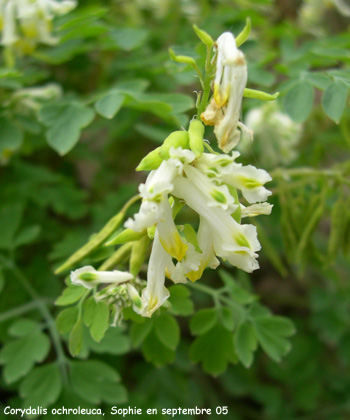 Corydalis ochroleuca