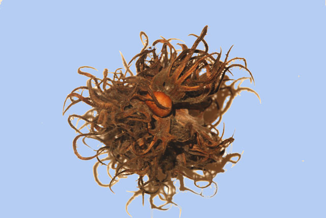 Corylus colurna