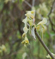 Corylus sinensis var. sinensis