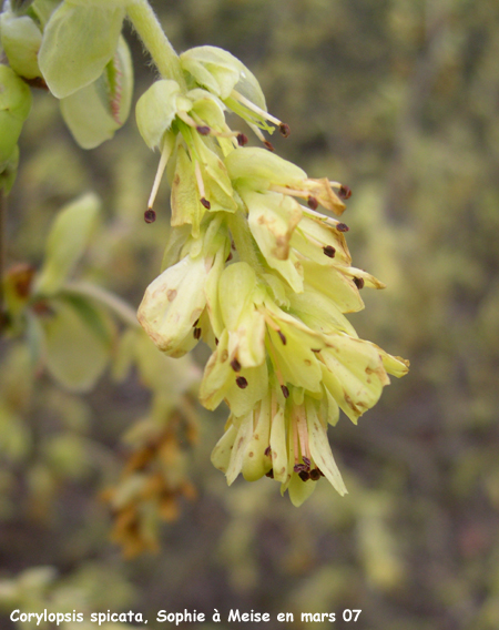 Corylopsis spicata