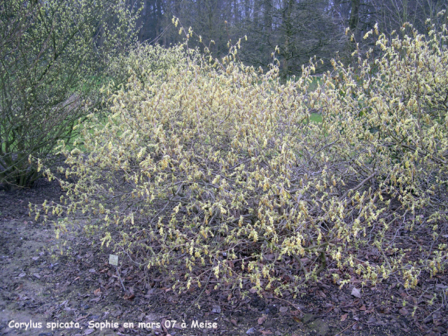 Corylopsis spicata