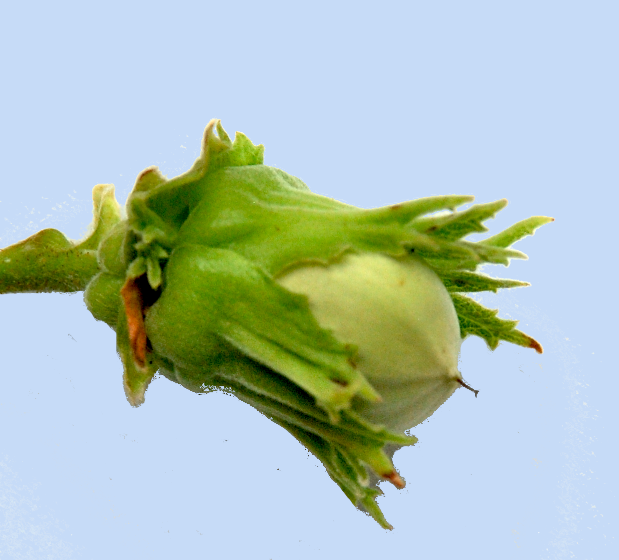Corylus avellana