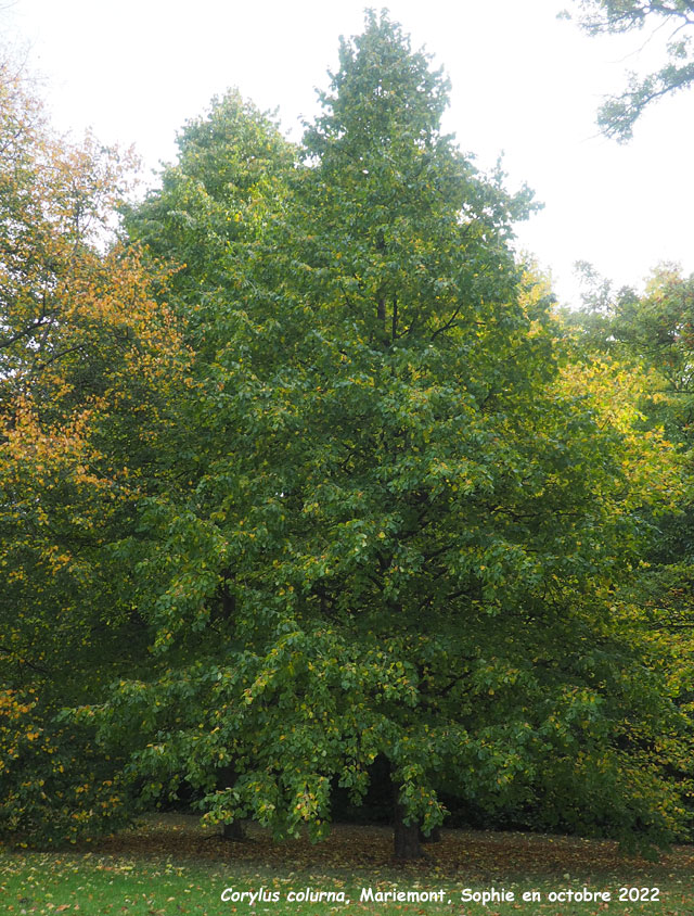 Corylus colurna