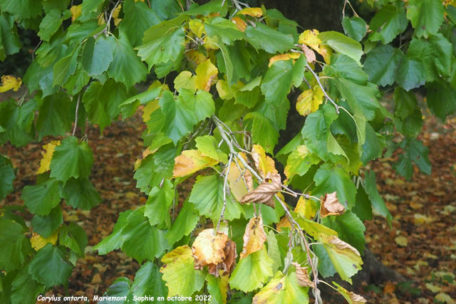 Corylus colurna