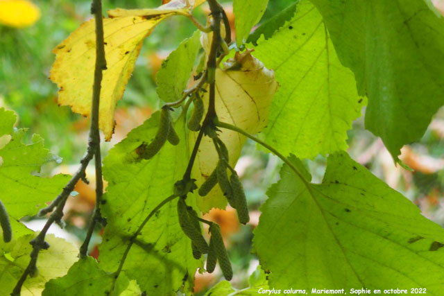 Corylus colurna