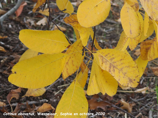 Cotinus obovatus