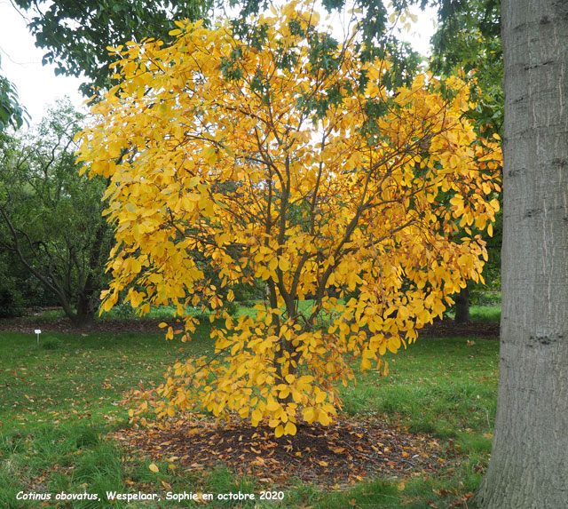 Cotinus obovatus