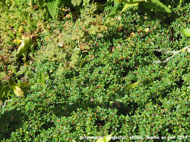 Cotoneaster congestus