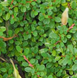 Cotoneaster conggestus