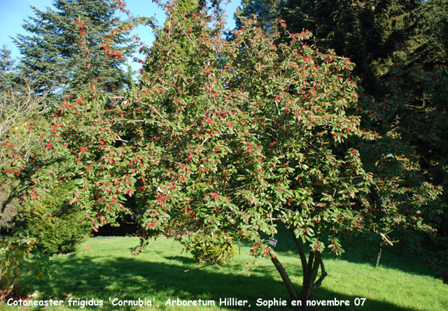 Cotoneaster frigidus 'Cornubia'