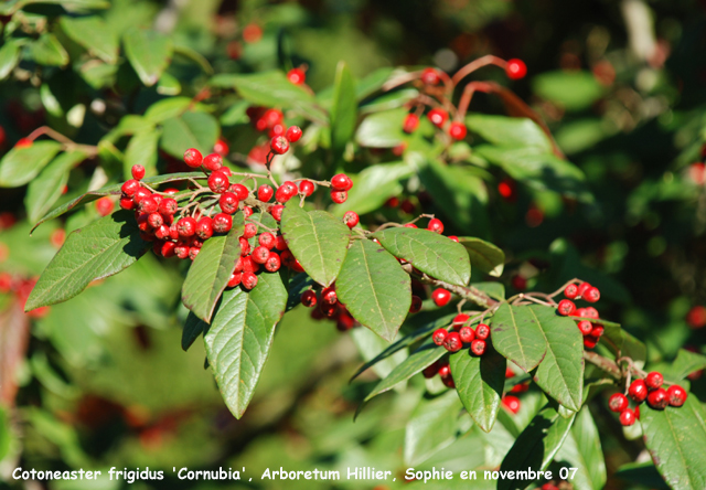 Cotoneaster frigidus 'Cornubia'