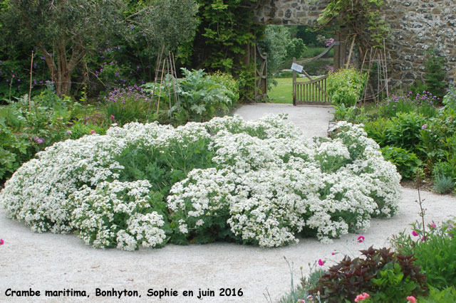 Crambe maritima