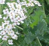 Crambe maritima