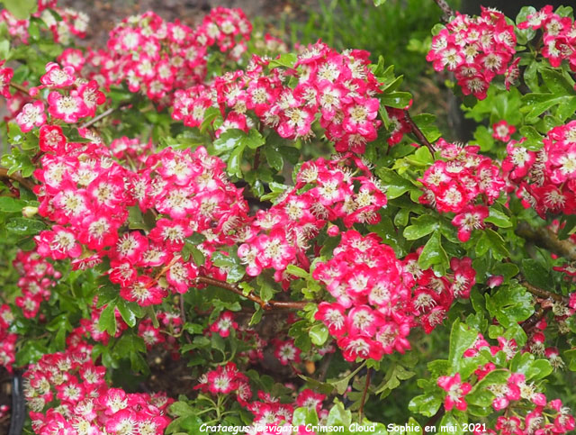 Crataegus laevigata 'Crimson Cloud'