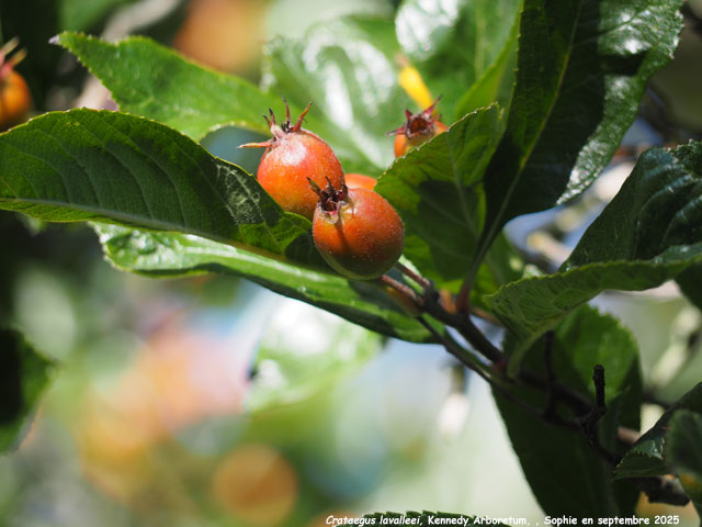 Crataegus x lavalleei