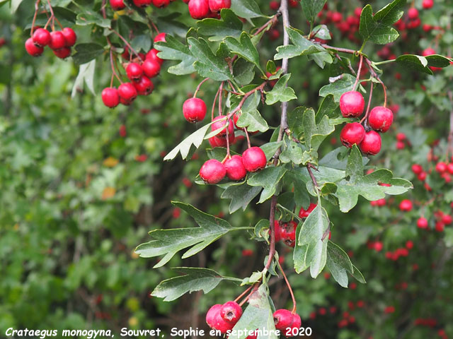 Crataegus monogyna