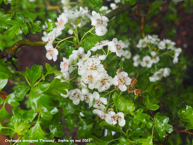 Crataegus monogyna 'Flexuosa'