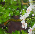 Crataegus monogyna 'Flexuosa'