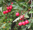 Crataegus monogyna