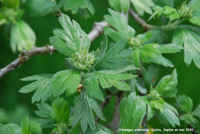 Crataegus orientalis