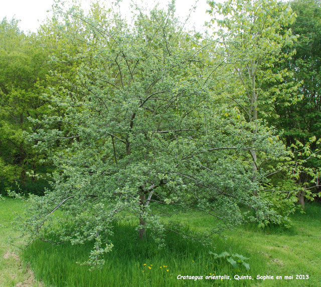 Crataegus orientalis