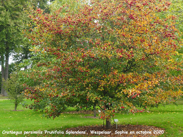 Crataegus persimilis 'Prunifolia Splendens'