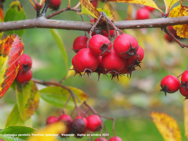 Crataegus persimilis 'Prunifolia Splendens'