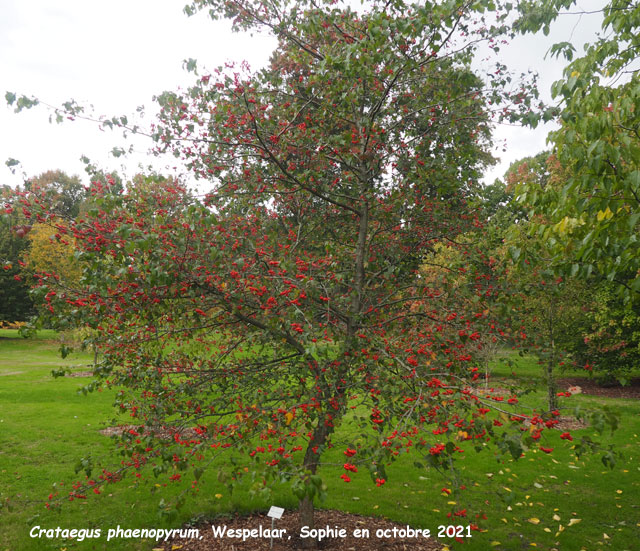 Crataegus phaenopyrum