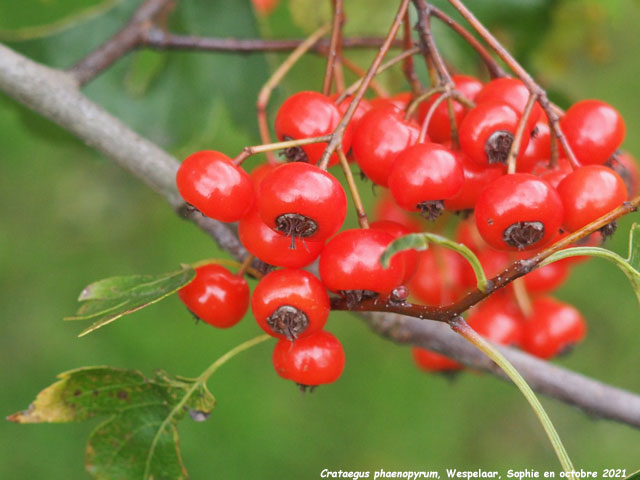 Crataegus phaenopyrum